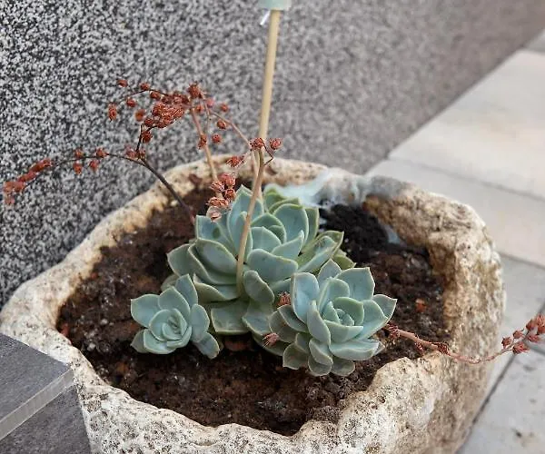 Turtles Apartamento *