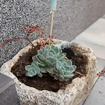 Turtles Апартаменти *